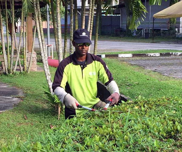 gardening and landscape - hedge cutting and trimming