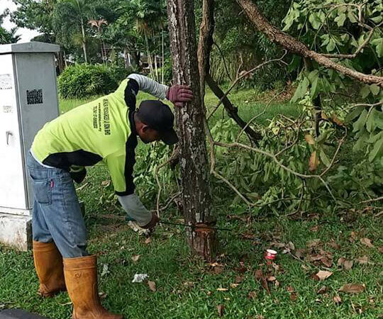 gardening and landscape - pruning and refuse removal